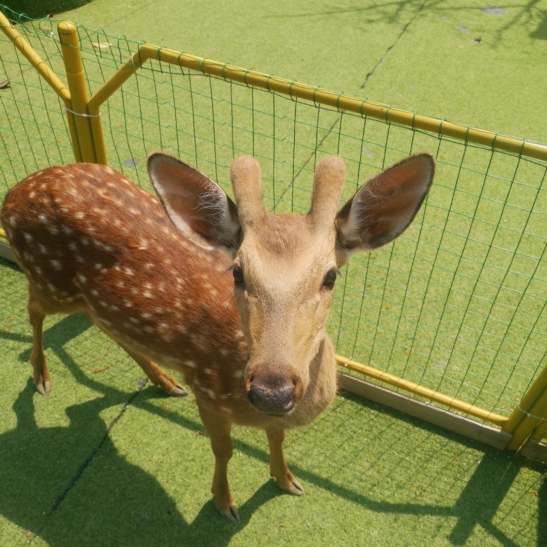 小木头
