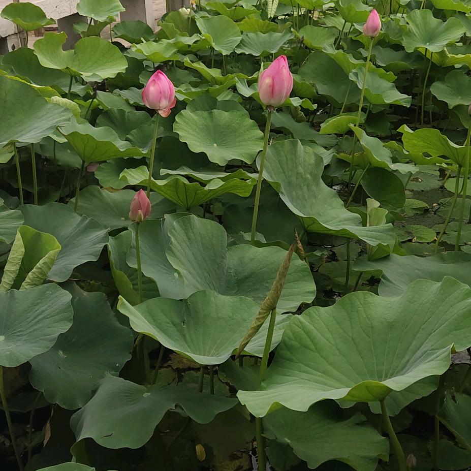 茉莉花