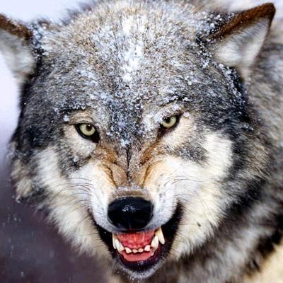 🐺北方的狼🐺