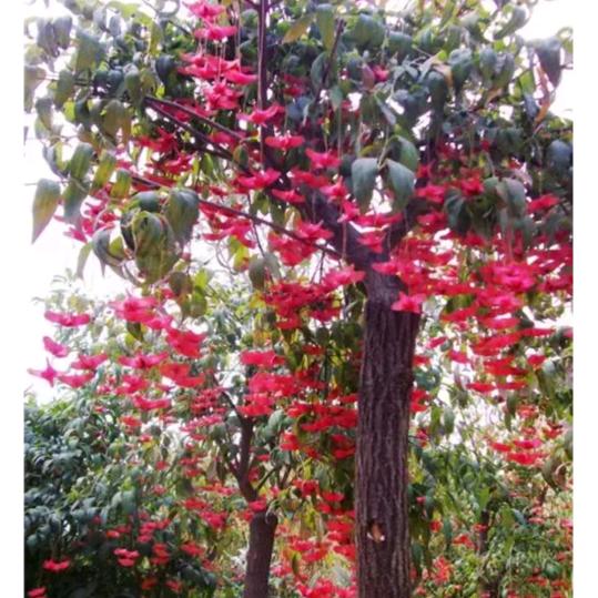 禹州金丝吊蝴蝶种植基地