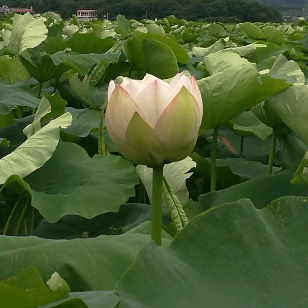 永远是朋友