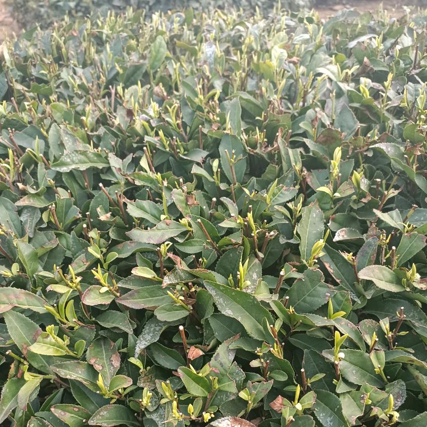 德仁茶业