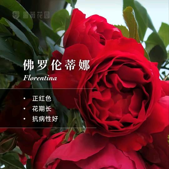 金燕花卉盆景