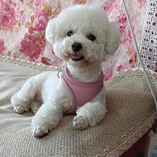 果宝♥妞妞