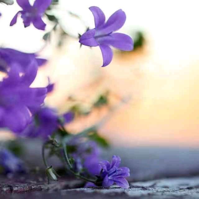 花开若相惜、千年