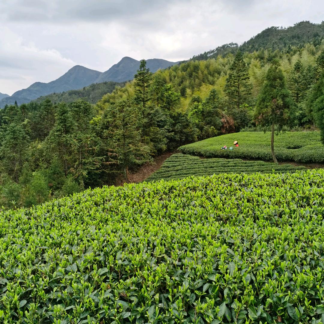 仙浦里福鼎白茶