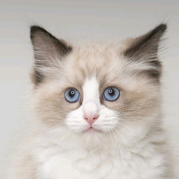 伪人