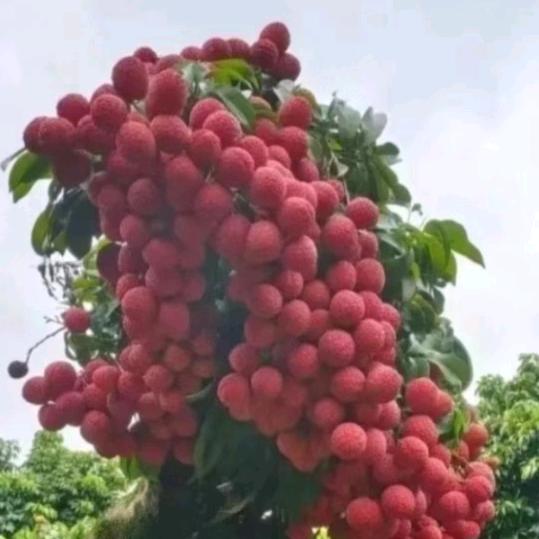 老植