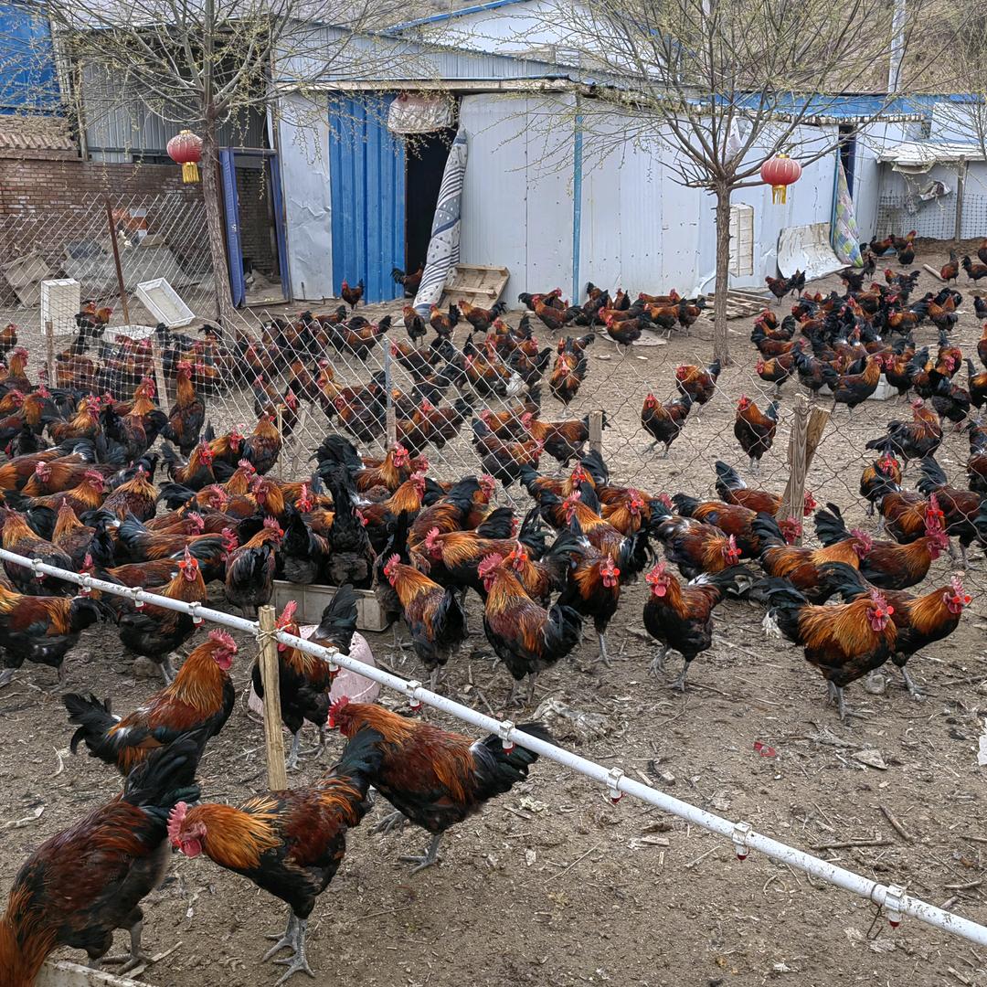 青海养鸡人