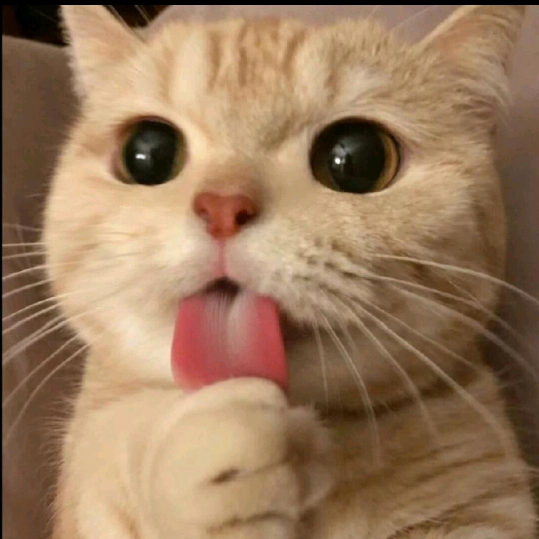偷腥的猫仔仔🎣