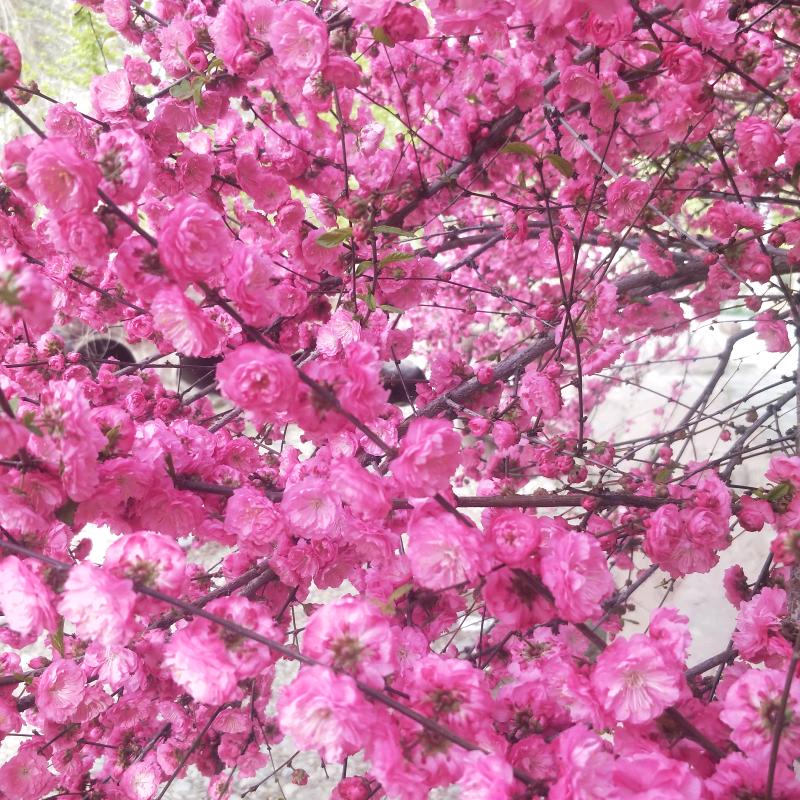 茉莉花开的清香