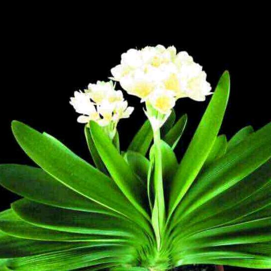 🌱快乐燕子🎋