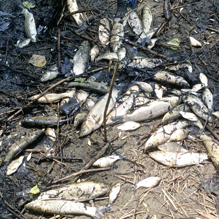 用户7635265899909进林