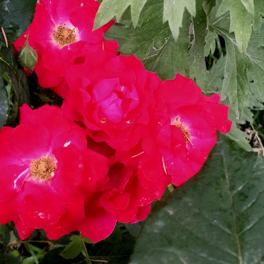 开心❤️每一天