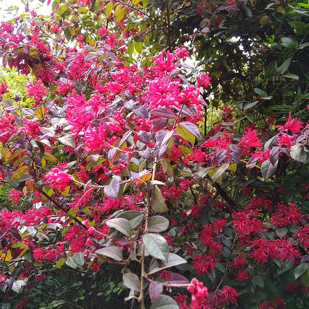 春暧花开