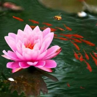 蜜桃星河