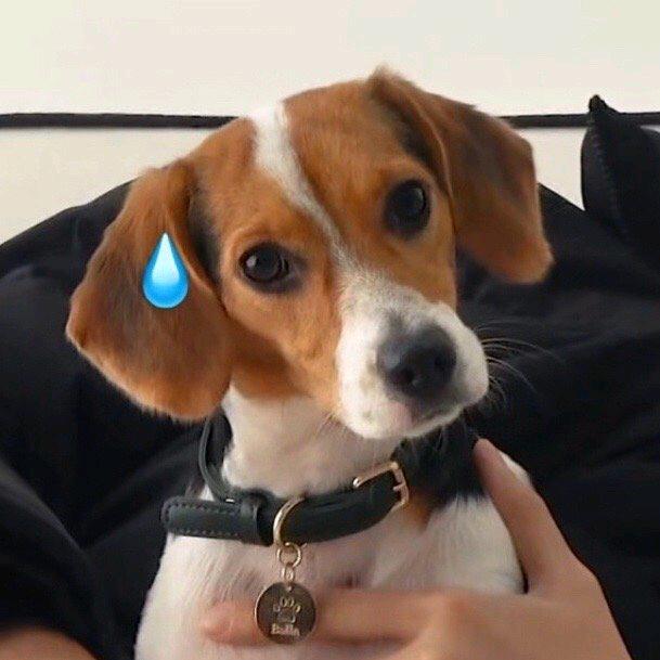 小羊跪妃er