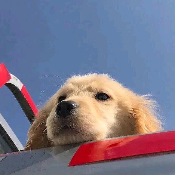 随风.