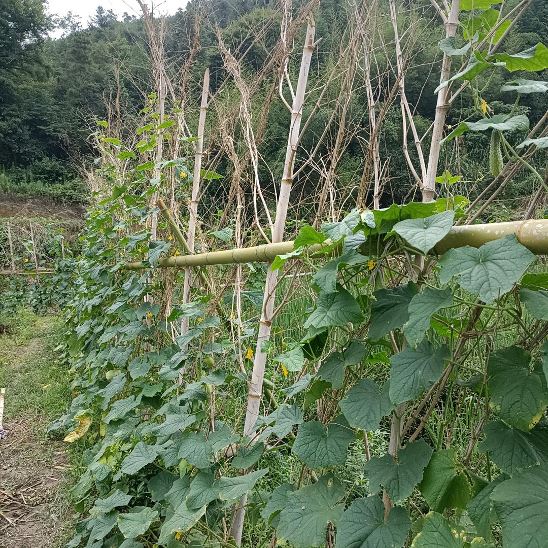 善良兔子傻得可爱