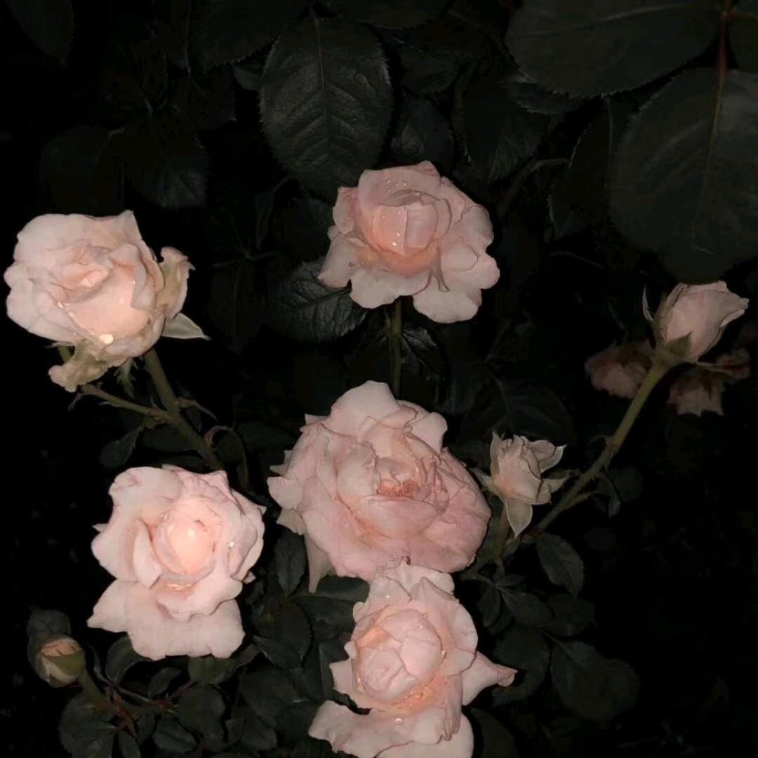 兔子爱吃草