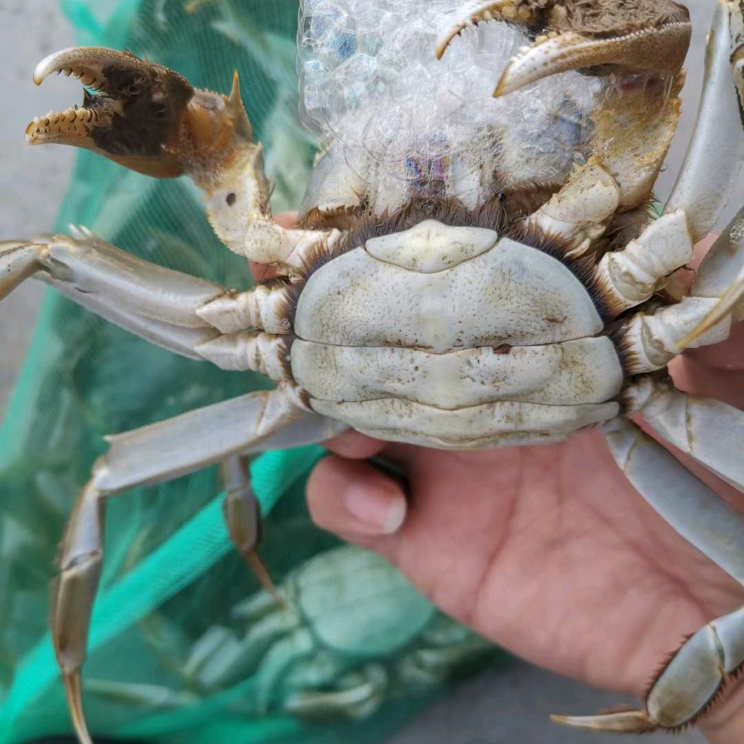 （何氏水产）批发