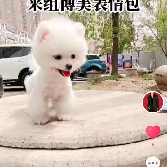 欣欣爱狗狗