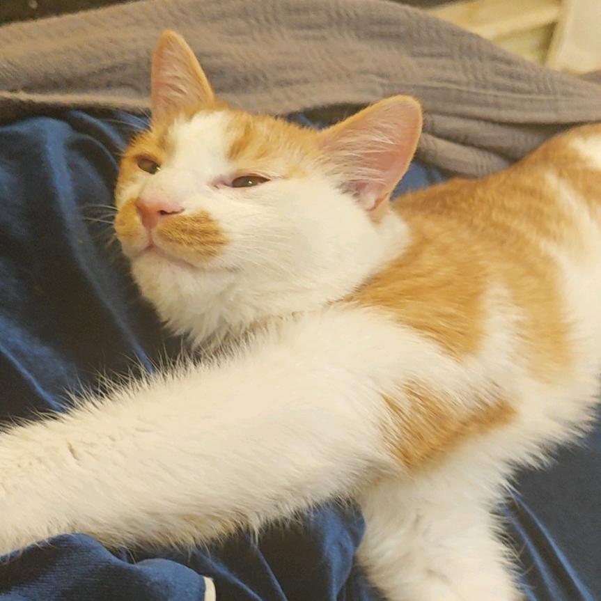 提莫是只猫
