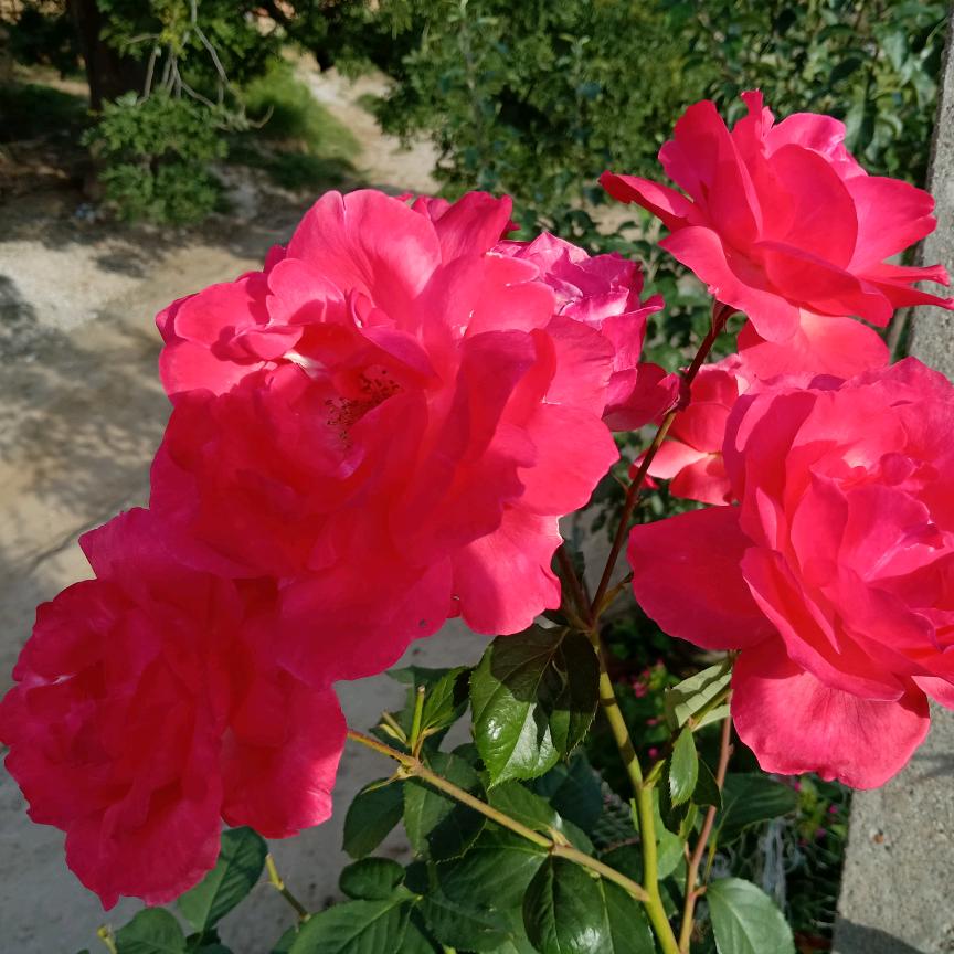 梦的翅膀受了伤