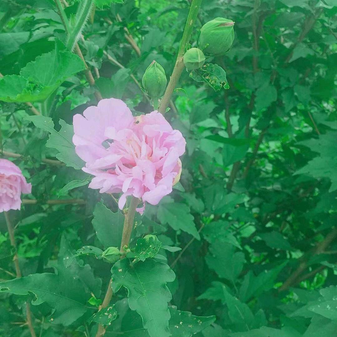 花开富贵(o´ω`o)ノ