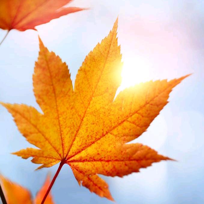🍁叶落无声