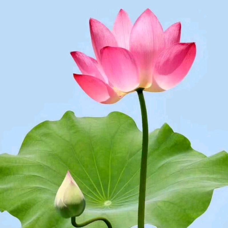 拈花