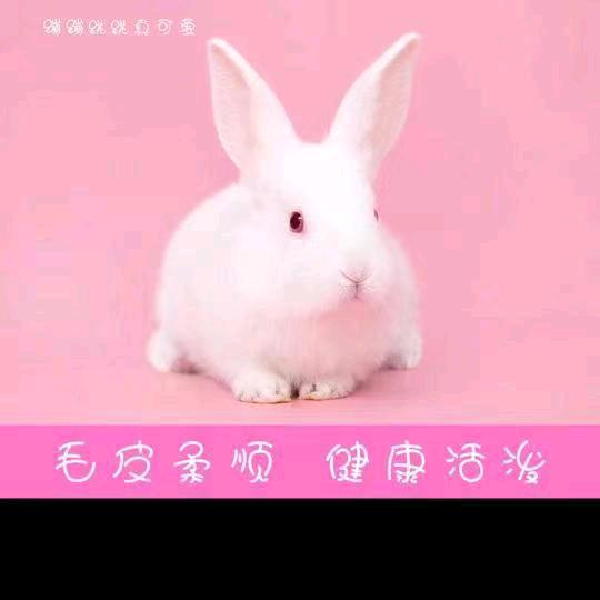 念周