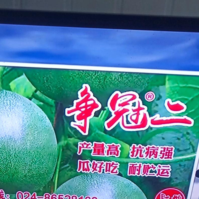 利民甜瓜种植