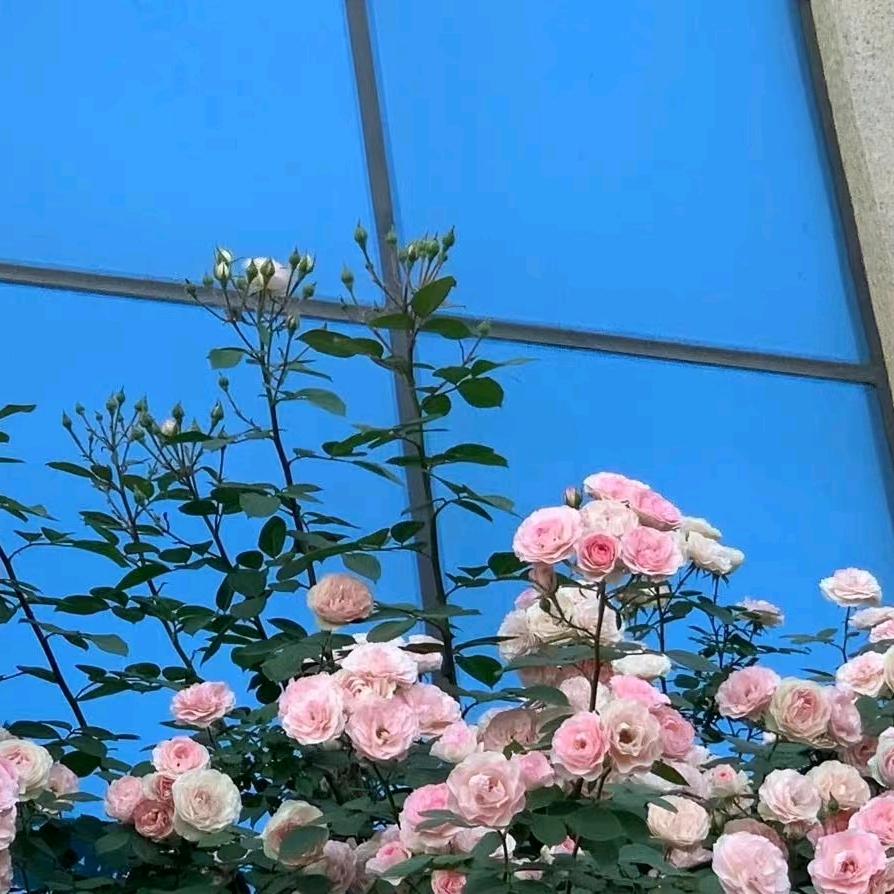 马姐手工饺子馄饨