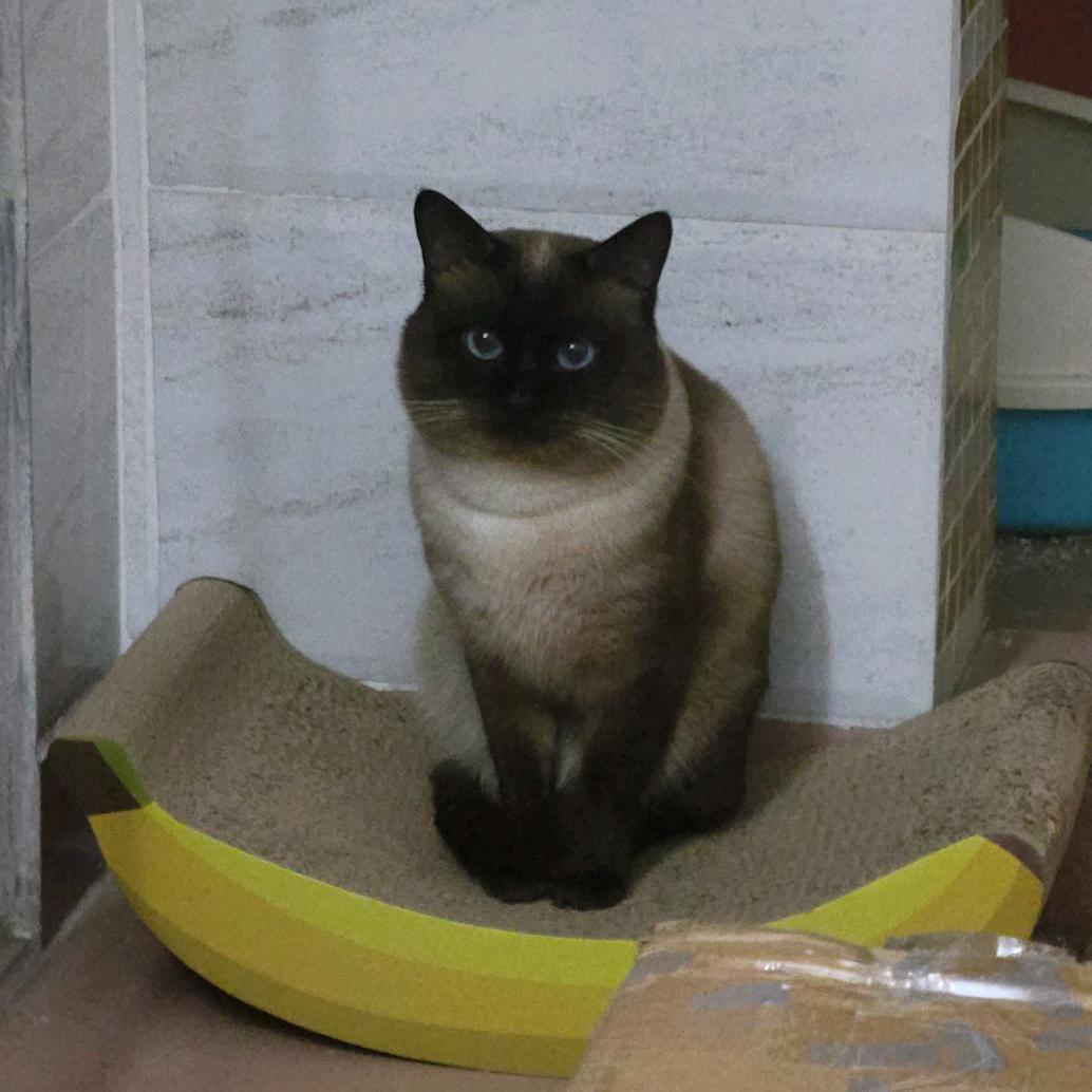 🌈三三是只猫头像