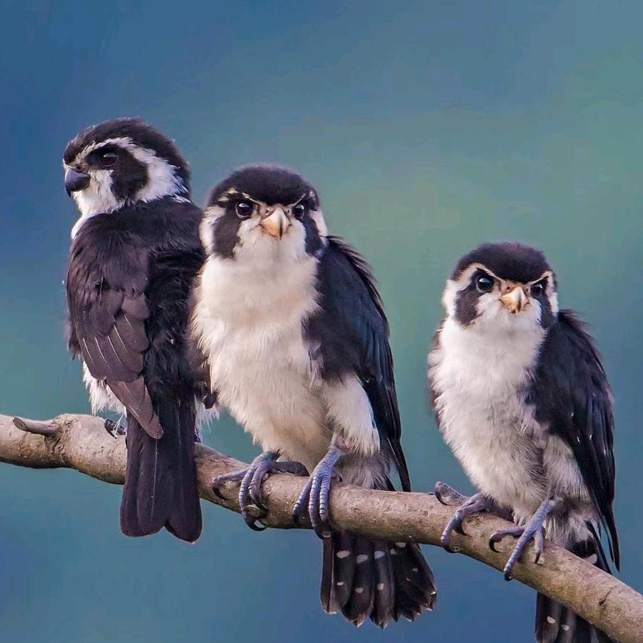 এ᭄领路人💕小老爸ꦿ᭄᪲࿐