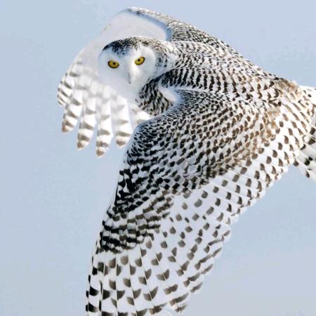 杨克  液压油缸总汇