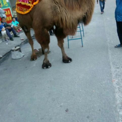 桑叶专业地梁建筑土石方工程