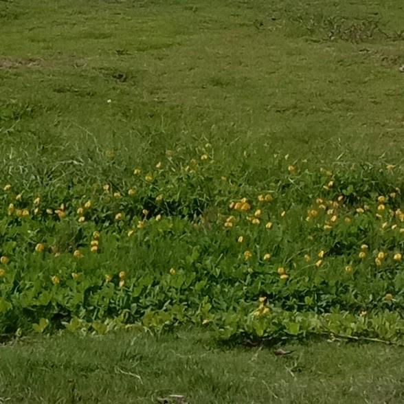🌺🌷知足常乐🌸🌹