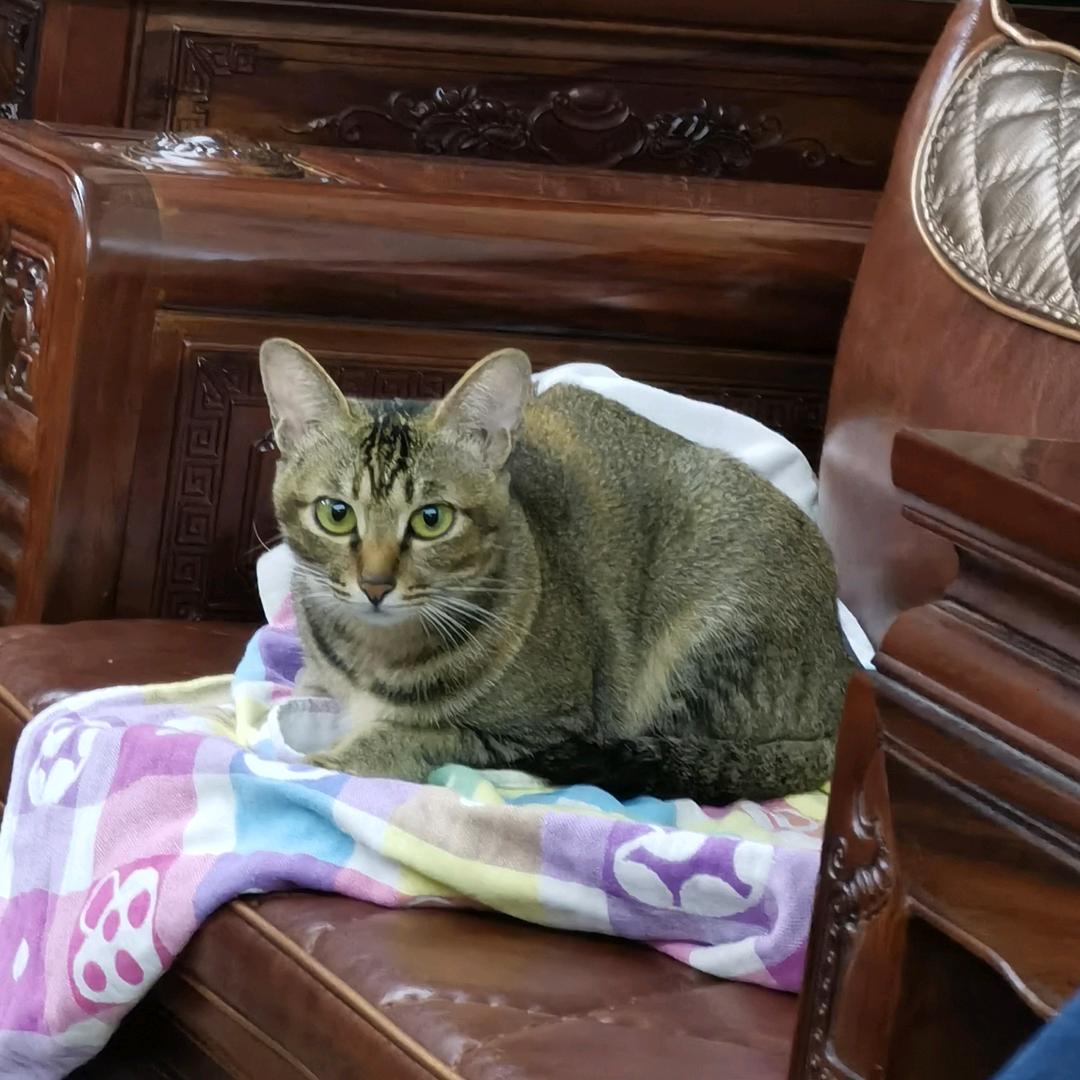 小菜