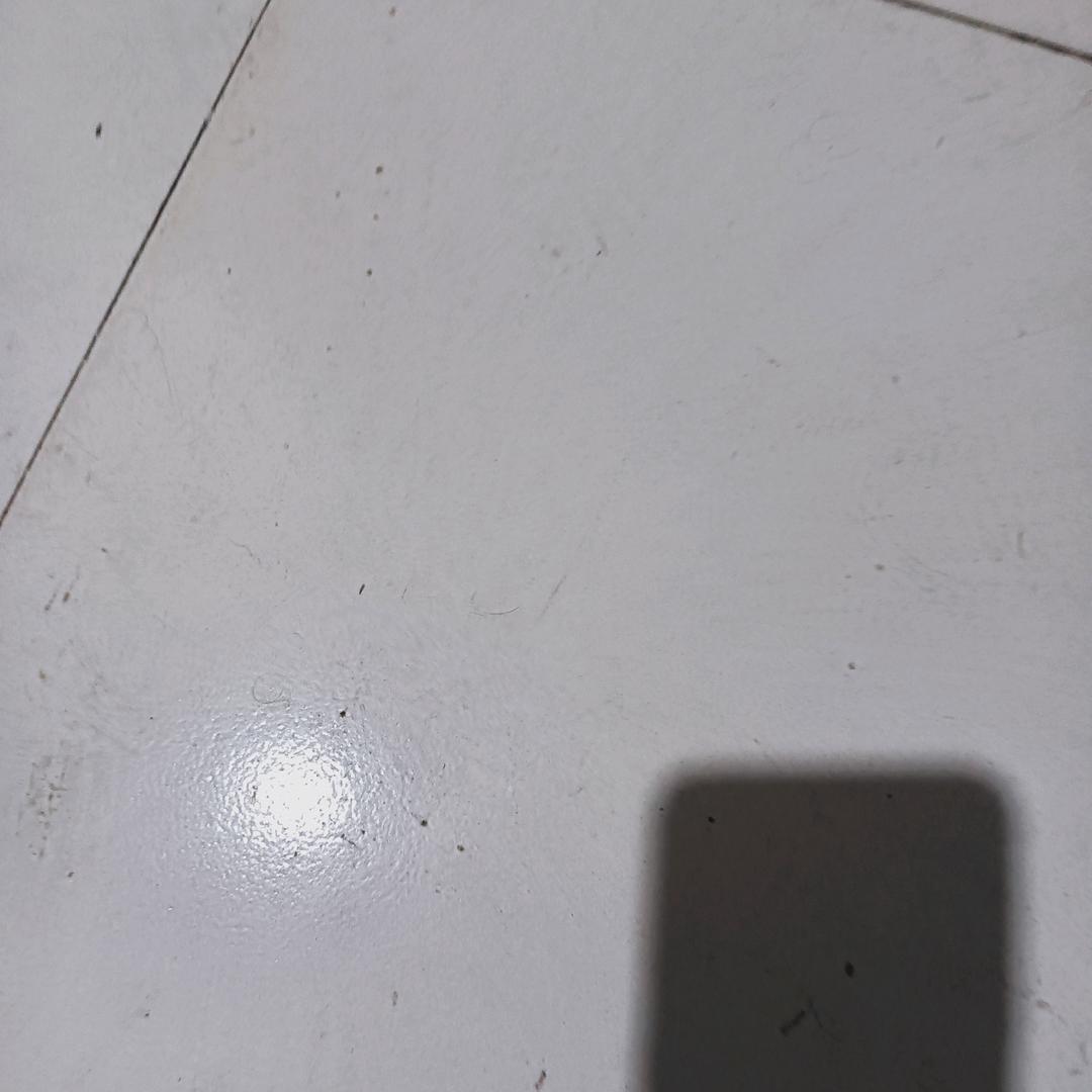 会飞的鱼