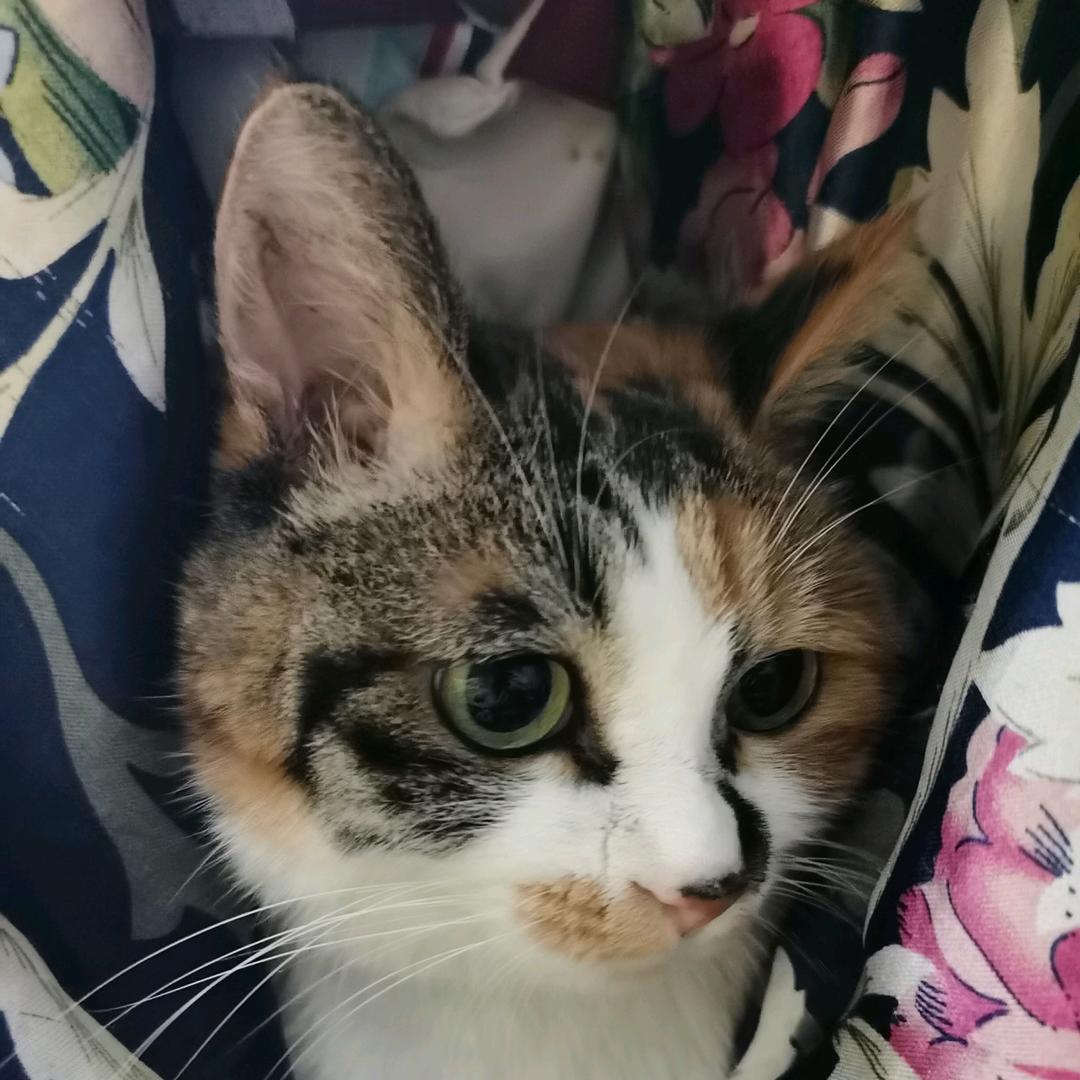 猫咪宝贝*魏小花*