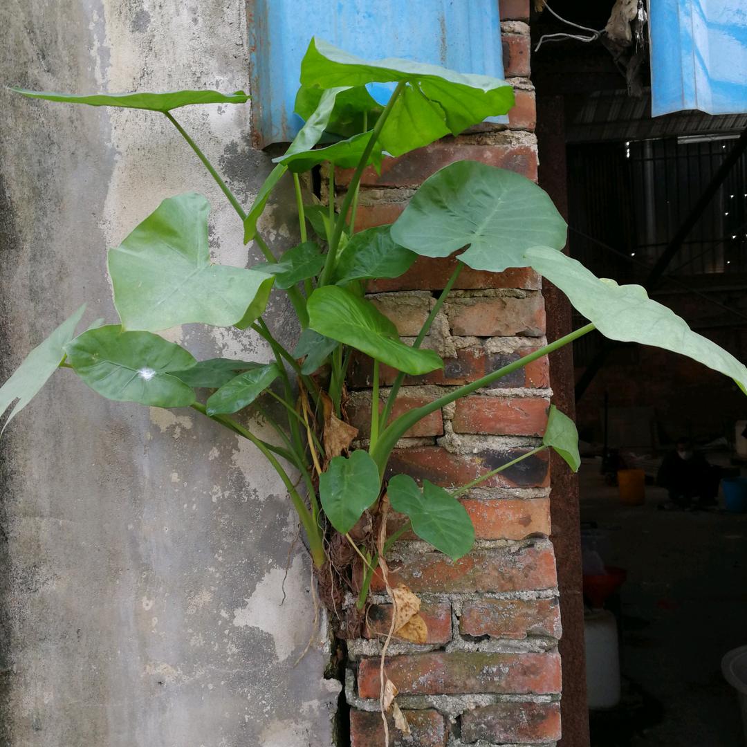 墙头草