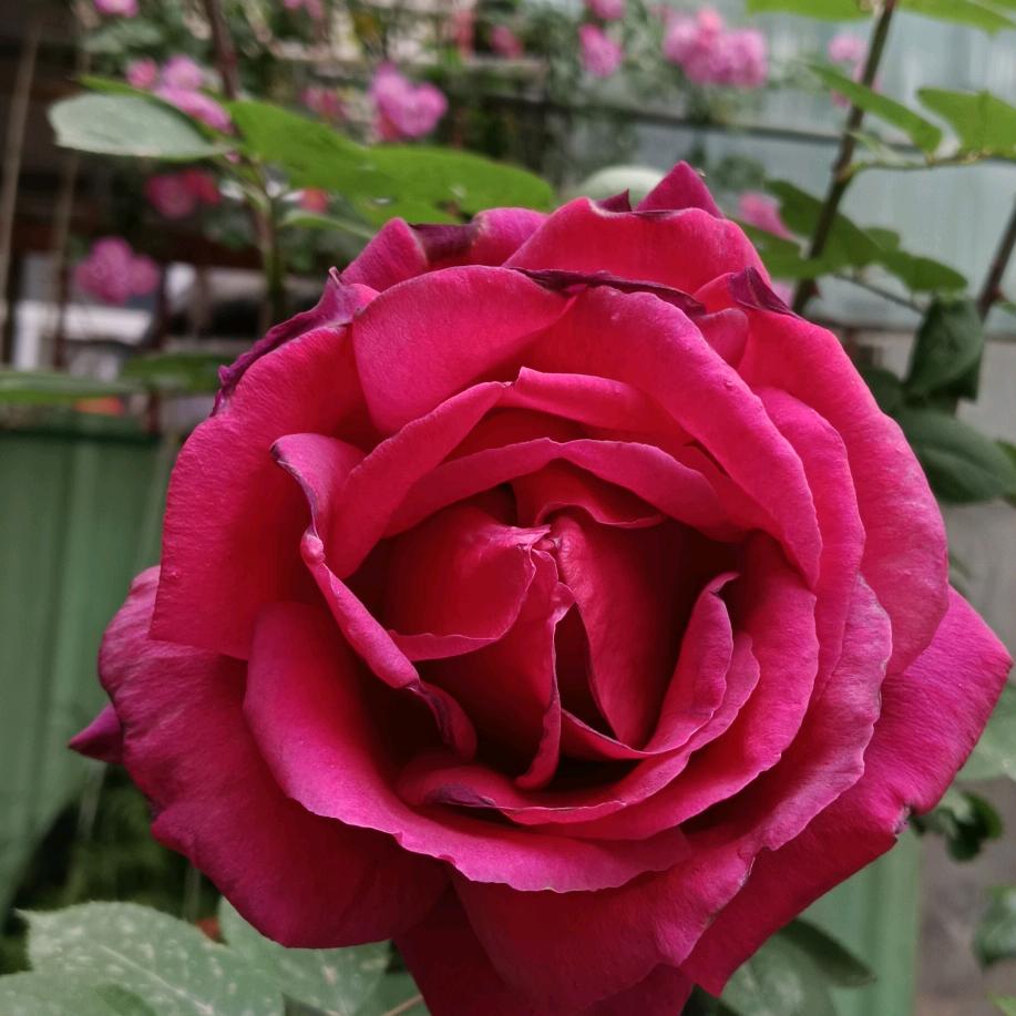 春暖花开的季节。