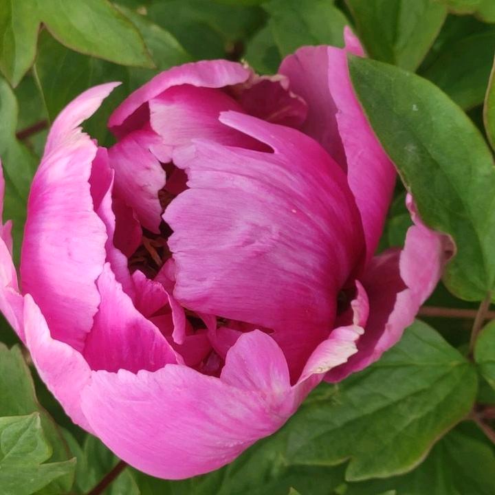 一路向前（杨）