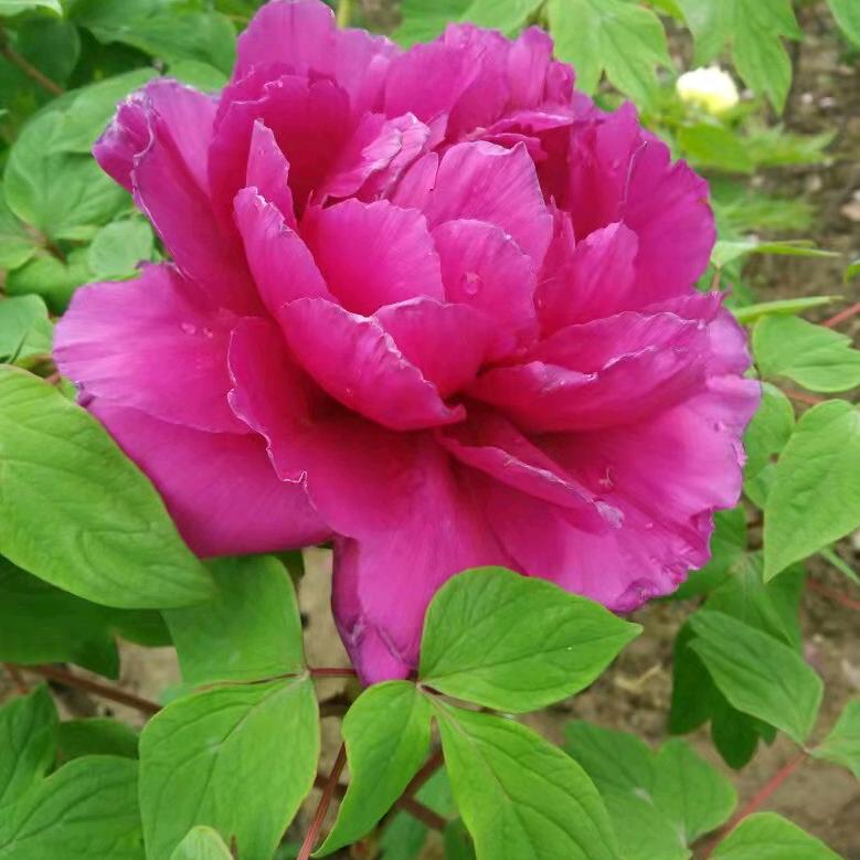 小苹果奶奶