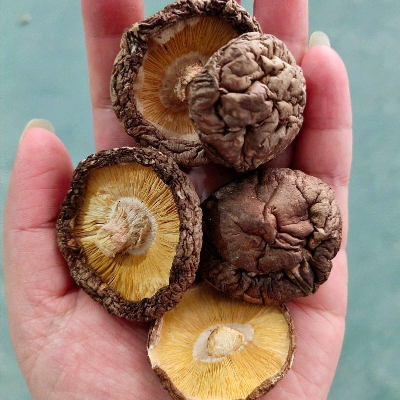 香菇印象