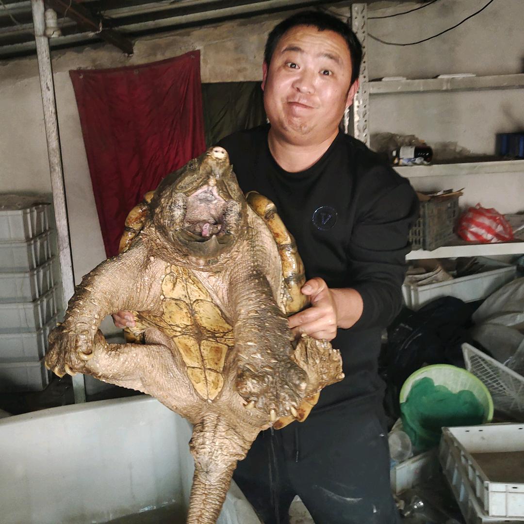 顾绍兴卖龟（回收退坑龟）