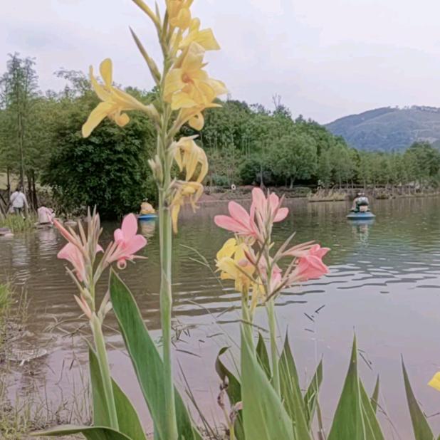 园梦