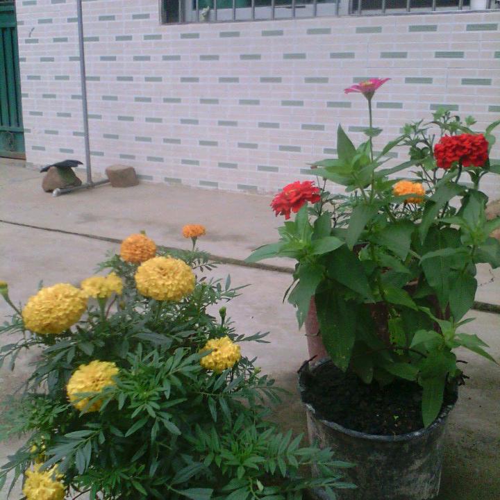 为了生活去流浪